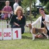 leszno 2013 - cwc cacib bos